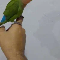 طوطی کوتوله برزیلی