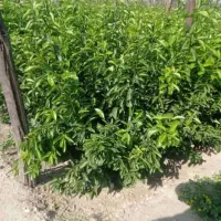 نهال مرکبات وسیاه درخت|گل و گیاه طبیعی|شیراز, پودنک|دیوار