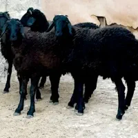 بره نر سبک پای پروار