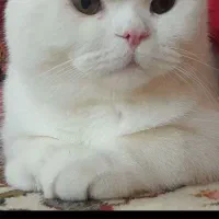 گربه اسکاتیش سفید