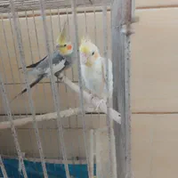 عروس هلندی
