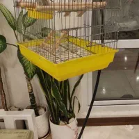 عروس هلندی|پرنده|شهریار, شهرک وائین|دیوار