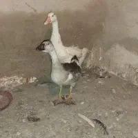 مرغ و قوغاز