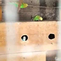 جفت با جوجه