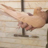 کبوتر|پرنده|شاهرود, |دیوار