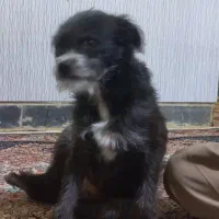 سگ پودل