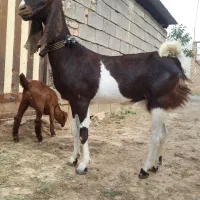 فروش یک عدد شاه بز پاکستانی