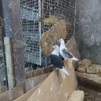 دوکتی پلاکی زرد عراقی|پرنده|شوشتر, |دیوار