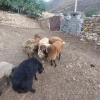 بره|حیوانات مزرعه|کجور, |دیوار