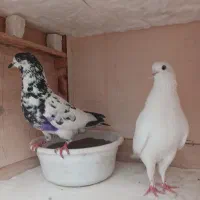 کبوتر پرشی