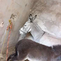 خر جوان با کره خر