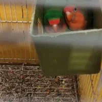 دوعددطوطی  کوتوله بجستان|پرنده|بجستان, |دیوار