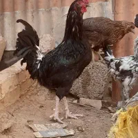 خروس گلین|حیوانات مزرعه|مسجد سلیمان, |دیوار