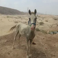 اسب