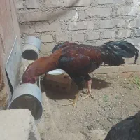 خروس لاری هشت ماه|حیوانات مزرعه|بوکان, |دیوار