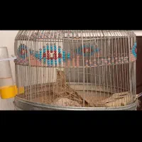 سهره خاکی|پرنده|مرودشت, مختارآباد|دیوار