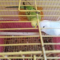 فروش مرغ عشق جفت ی ساله|پرنده|رامسر, |دیوار