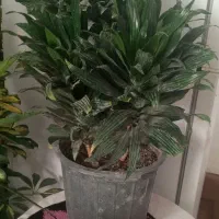 کامپکت چهارشاخه