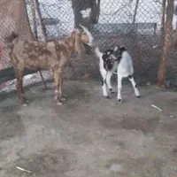 ۱۳۵۰۰۰۰۰۰۰