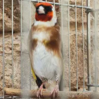 سهره چهار گل