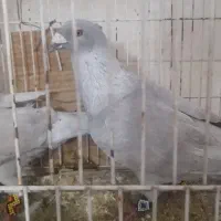 کبوتر الماسی