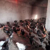 جوجه خروس درشت