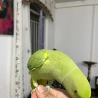 طوطی ملنگو رام|پرنده|مریوان, |دیوار