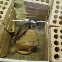 ماهی اسکار