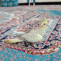 عروس هلندی گلباقالی خوشرنگ