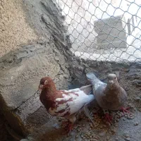 هرمزگان بخش مهران پدل و لمزان روستای هیرو|پرنده|بستک, |دیوار