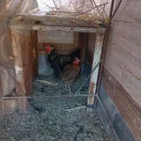 فروش مرغ وخروس وجوجه|حیوانات مزرعه|ایرانشهر, |دیوار