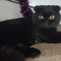 رایگان -واگذاری