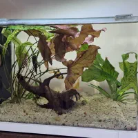 نیلوفر تایگر  ، گرین اسکات|ماهی|کرمانشاه, |دیوار