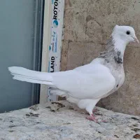 کبوتر طوقی ماده