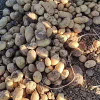 سیب زمینی بذری آگریا و سانته