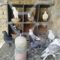 کبوتر|پرنده|قم, شهدا|دیوار