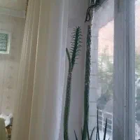 گل های کاکتوس