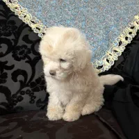 توله شیتزو کراس|سگ|سبزوار, نواب صفوی|دیوار