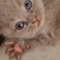 اسکاتیش دبل فولد