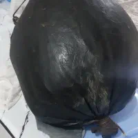 هیزه نونو آماده روغن