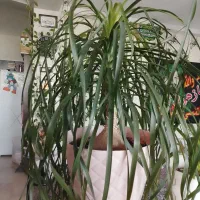برگ انجیری، اگلونما، نخل مرداب، لیندا، قاشقی|گل و گیاه طبیعی|تهران, وحیدیه|دیوار