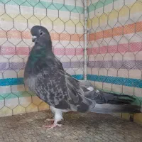 سرور|پرنده|زنجان, |دیوار