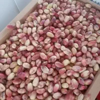 پسته سفید درجه یک تازه مه ولات ارسال رایگان|خوردنی و آشامیدنی|مشهد, سیس‌آباد|دیوار