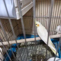 جوجه عروس هلندی|پرنده|ری, اقدسیه|دیوار