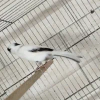 قناری نر و ماده|پرنده|قرچک, باقرآباد|دیوار