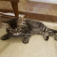 گربه|گربه|گنبد کاووس, |دیوار