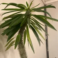 نخل ماداگاسکار ۲ متری|گل و گیاه طبیعی|کرج, فاز ۳ مهرشهر|دیوار