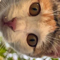 واگذاری چندتا گربه ماده و نر شش ماهه|گربه|شفت, |دیوار