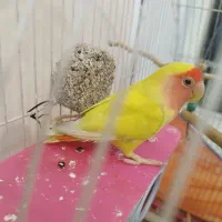 کوتوله برزیلی