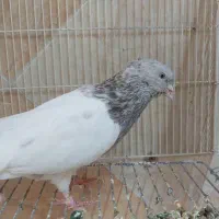 کبوتر نر سینه سیاه،سینه زرد،کله الماسی خوش قیمت|پرنده|اهواز, کوی راه کربلا|دیوار